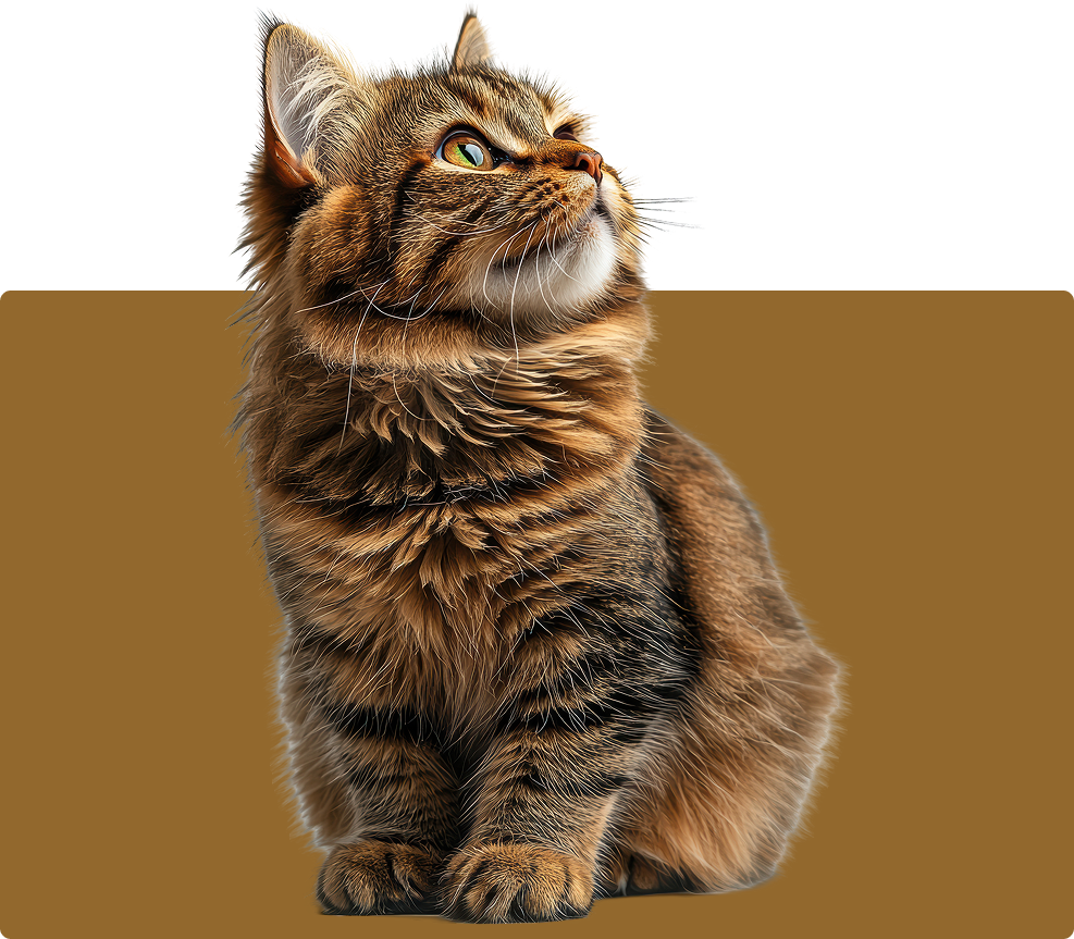 Gato saludable en un entorno natural gracias a la alimentación equilibrada