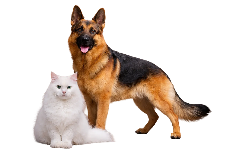 TamCan Petfood marca especializada en alimentación equilibrada para perros y gatos