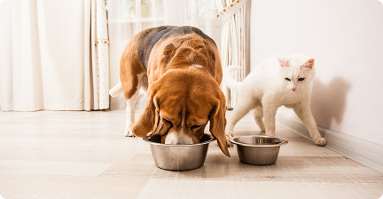 Perro y gato alimentándose con productos TamCan