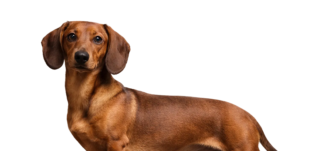 Perro representando la calidad y el cuidado de la alimentación TamCan