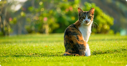 Gato saludable en un entorno natural gracias a la alimentación equilibrada