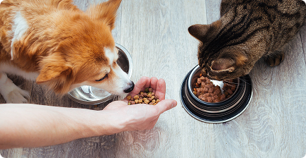Mano ofreciendo alimento TamCan Petfood a un perro y un gato