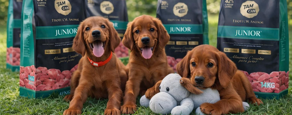 Cachorro alimentándose con TamCan Petfood